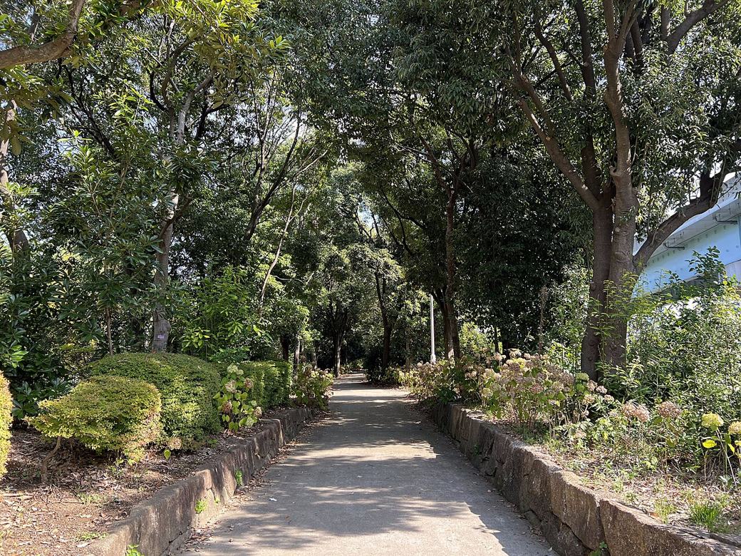 木漏れ日が差し込む、緑の公園の小道